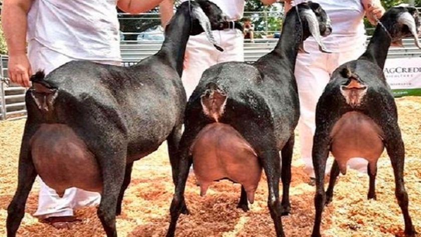 Cabras: estudian las carencias minerales