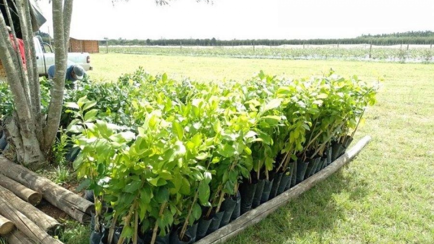 Plan Naranja: Monte Caseros y Mocoretá suman plantines para renovar la citricultura