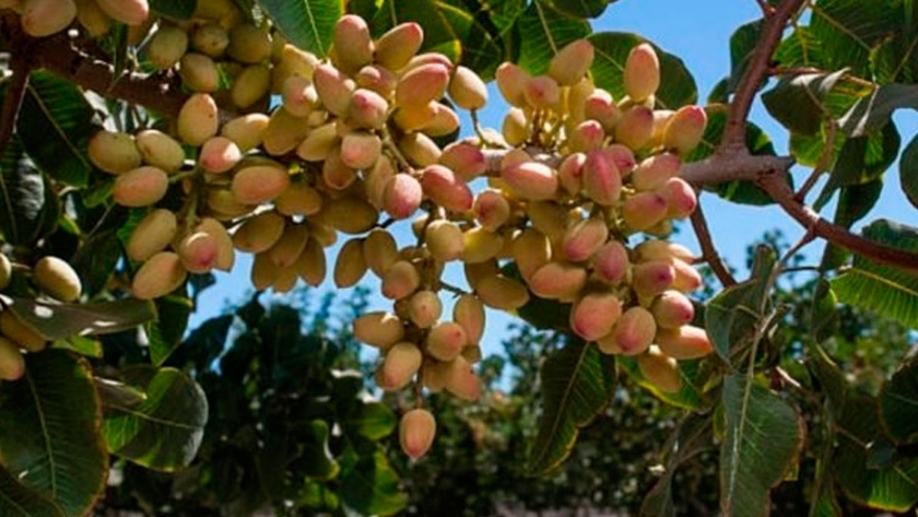 Crecimiento sostenido en la inversión local en pistachos 