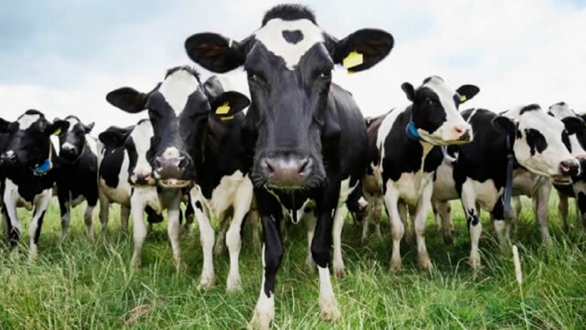 Millones de animales en riesgo