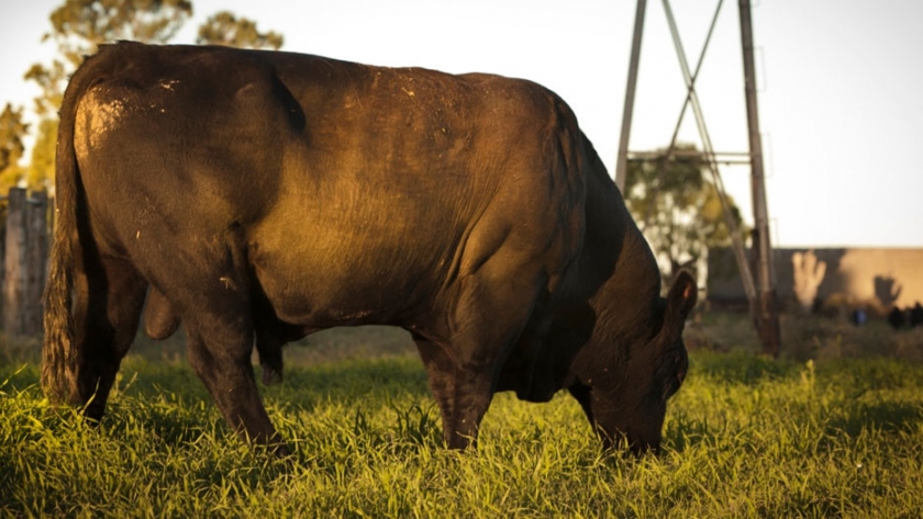 Prevención de enfermedades venéreas: se expuso el Plan Toro de La Pampa