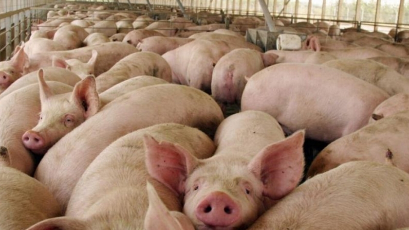 Porcicultores se declaran en emergencia debido al alza en los precios de la soya y sus derivados