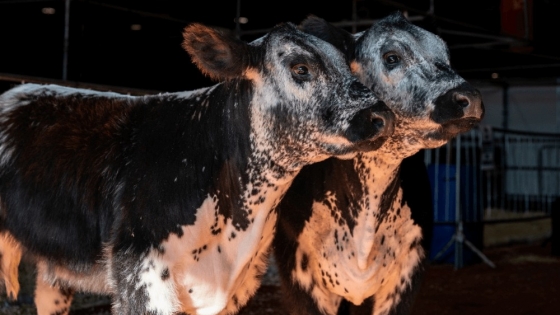 Speckle Park en Argentina: la nueva raza bovina canadiense que debuta en La Rural 2025