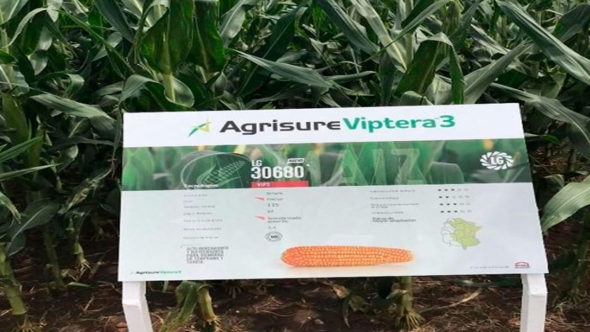 Limagrain lanzó su nuevo maíz con tecnología Víptera 3