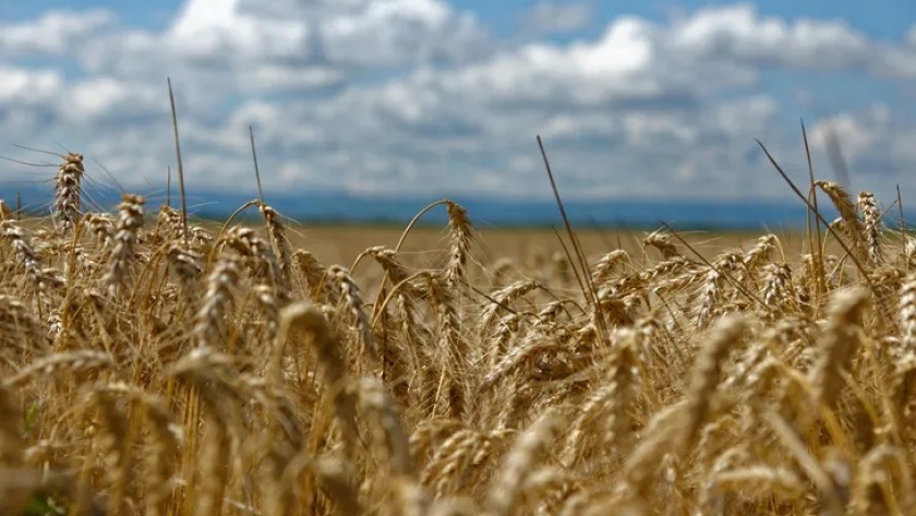Gracias a la “magia” de las retenciones anticipadas, el gobierno argentino recaudó más de 60 millones de dólares provenientes de un trigo que aún no empezó a sembrarse