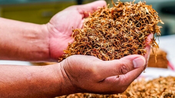 Misiones depositará más de $7 mil millones a 11 mil productores tabacaleros