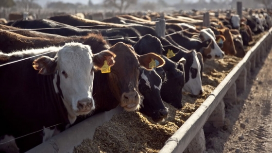 Por qué subir el peso medio de faena no implica necesariamente una mayor producción de carne