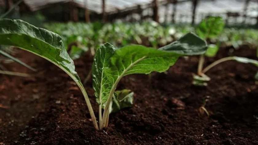 La empresa argentina de bioinsumos que abre sede en España