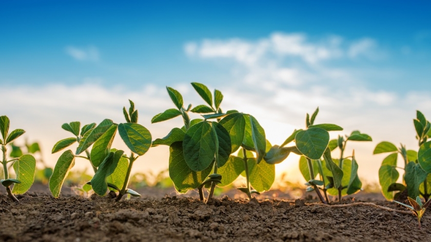 El rol clave de la fertilización para lograr más rindes de soja