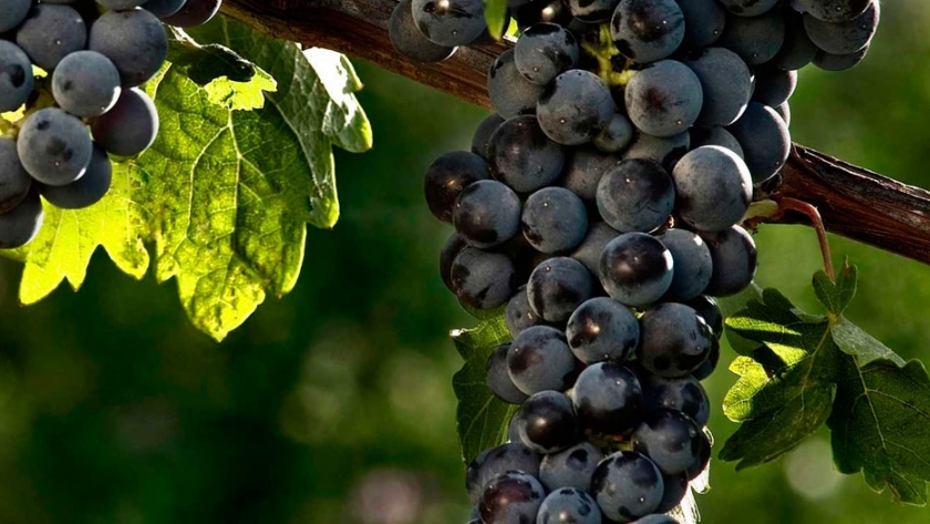 Cabernet sauvignon, la cepa más plantada y consumida