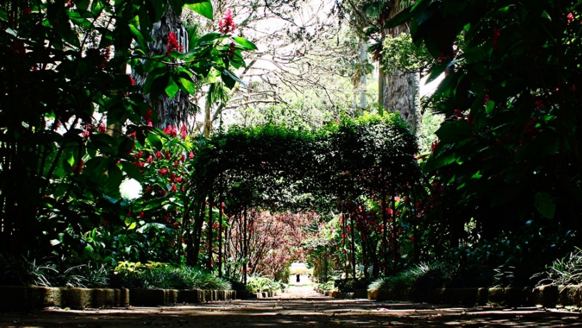 Jardín ecosistémico: una forma de contribuir al medio ambiente