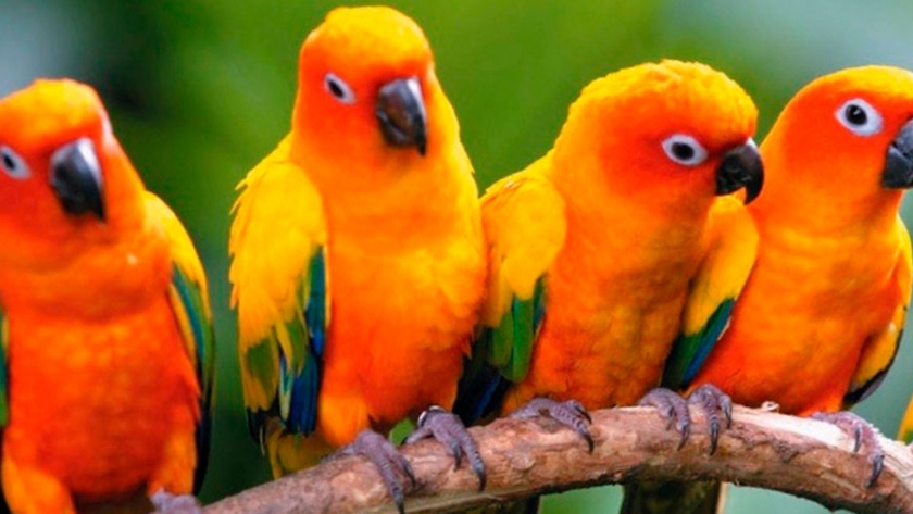 Alimentación de aves y mascotas, un negocio de nicho que proyecta exportar US$ 5 millones en 2019