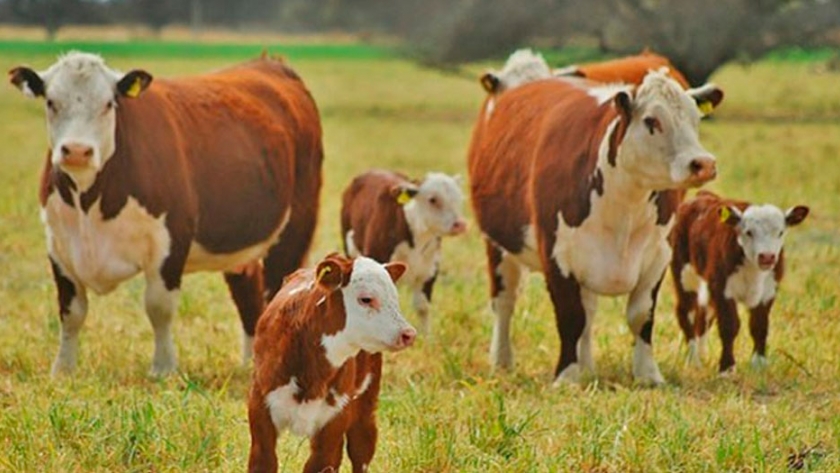 Impacto de las parasitosis gastrointestinales en las recrías bovinas en el NOA