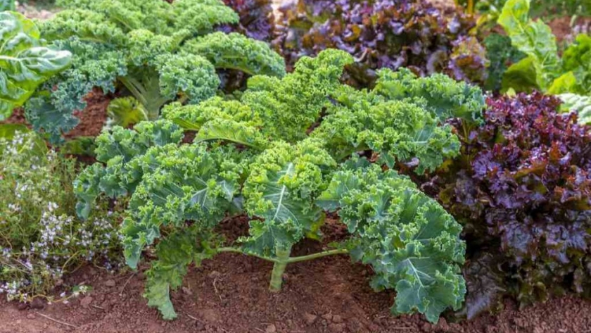 Una fuente de hierro en casa: cómo cultivar kale en la huerta familiar