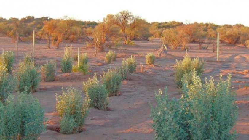 Ambiente anunció la reforestación de bosques nativos en Mendoza