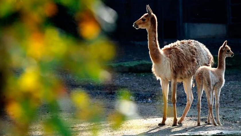 El chaccu, recuperación de una tradición Inca