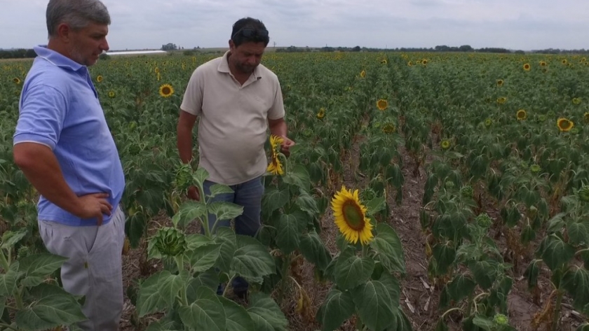 La cosecha de girasol entrerriano trepó hasta las 13.200 toneladas