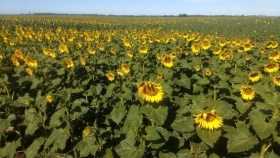 CARBAP busca transparentar la comercialización del girasol