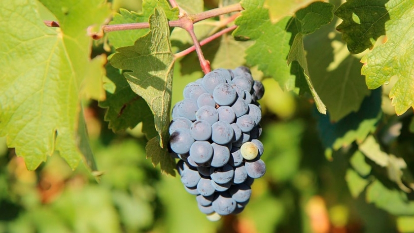 Patagonia Norte: terroir vitivinícola en renovación continua
