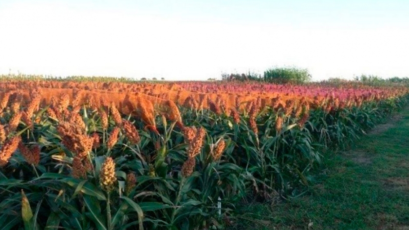 Rinde De Indiferencia Para Sorgo En Entre Ríos