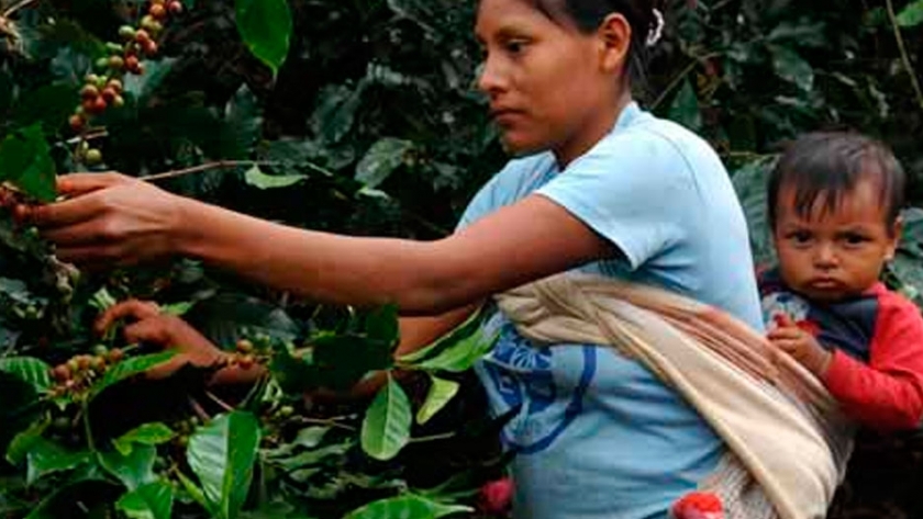 Sostenibilidad cafetera en marcha