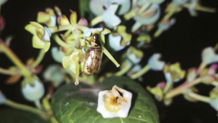 MIP, una herramienta eficaz contra las plagas del arándano