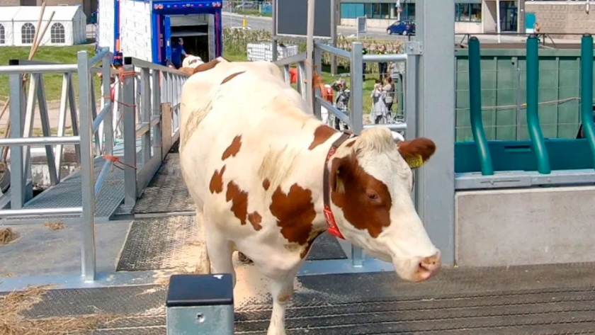 Con 35 vacas en una granja flotante, así es la producción de leche