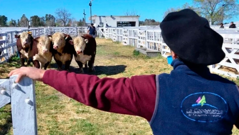 La rural de Viedma confirmó su exposición, con remate virtual de hacienda