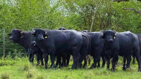 El búfalo pisa fuerte en el norte argentino y la UBA junto a FAO refuerzan la gestión del bosque chaqueño