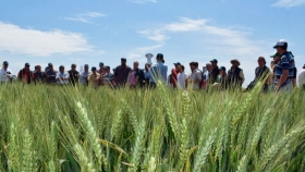 El 90% del saldo exportable de trigo 2020/21 ya está comprometido