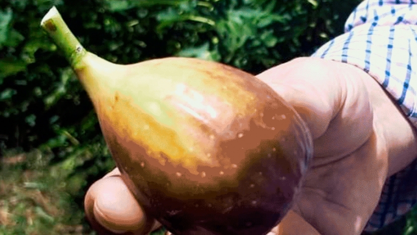 Productores de Misiones apuestan al potencial del higo morado para mejorar ingresos