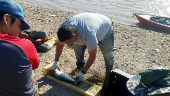 Continúan los estudios y controles del recurso pesquero en el río Paraná