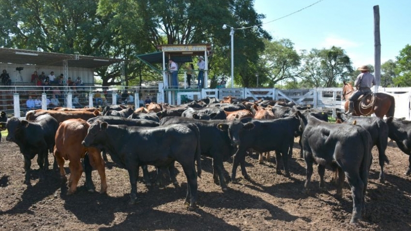 Los remates ganaderos para pequeños y medianos productores continúan este viernes en Tres Isletas