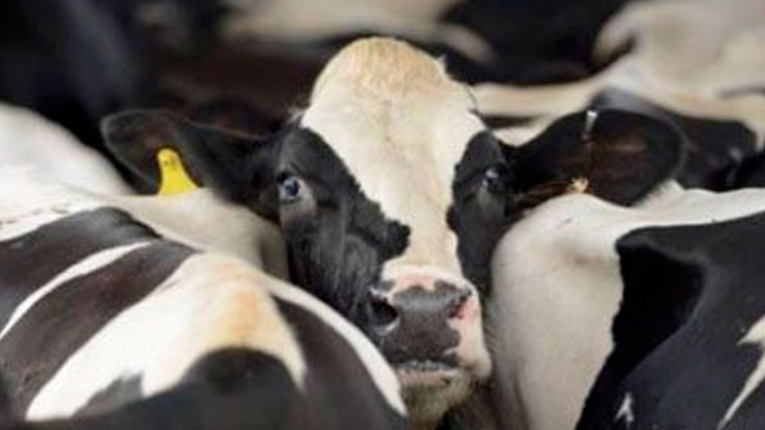 ¿Todas las vacas amontonadas? Eso no es bueno para ellas
