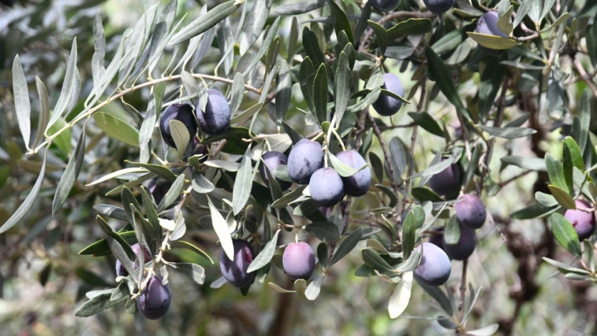 Comenzó la cosecha de aceitunas en Sol Puntano