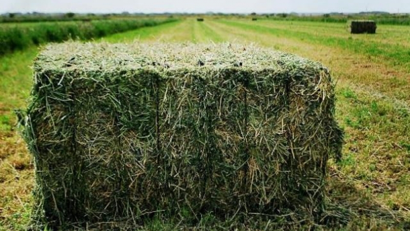 Respuesta a fósforo y azufre en alfalfa en un suelo con larga historia agrícola
