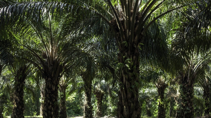 Enfoques inteligentes del sector palmicultor para pequeños agricultores en México