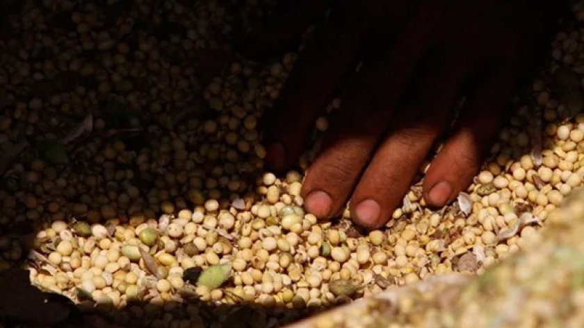 Ley Ómnibus: un grupo de cámaras agroindustriales se expresó a favor de la adhesión a UPOV 91