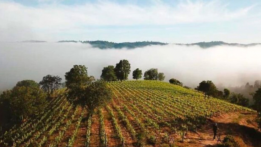 Chile produce viñedos sin riego: Una asociación creada en tiempos de Covid, que sale adelante con catas online