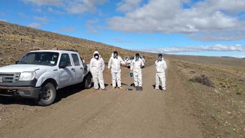 Tucuras: Chubut continúa el monitoreo para prevenir el avance