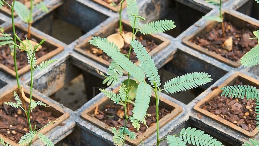 Misiones proveerá de 500 mil plantines de algarrobo a la provincia de Córdoba
