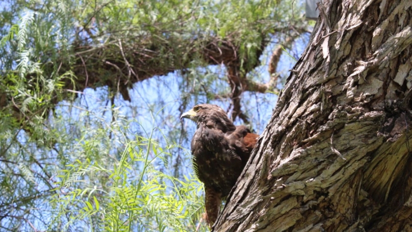 Ambiente trabaja en la rehabilitación y liberación de aves rapaces