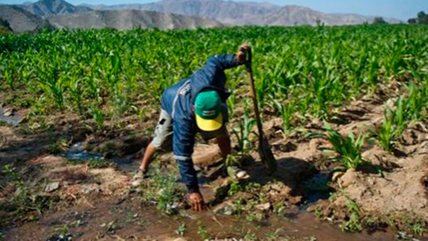 IICA: Producción inocua y sostenibilidad, claves para la agricultura post pandemia