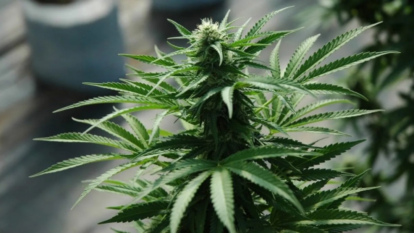 Es de Roca la primera «incubadora» del país para proyectos de cáñamo y cannabis medicinal