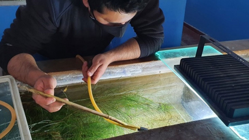 Ambiente se encuentra trabajando en la reproducción de peces