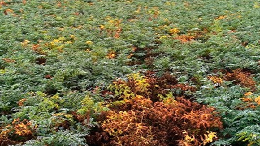Estudian las causas del amarillamiento del garbanzo en la Argentina