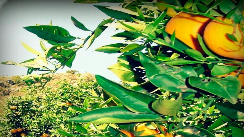 Jujuy diversifica su producción citrícola con cultivos de frutas tropicales en la región de Yungas