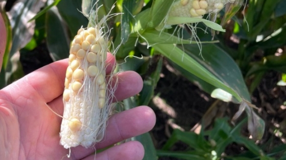 El maíz pierde 2,5 millones de toneladas