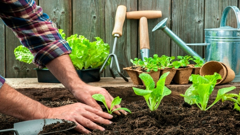 Claves para armar tu huerta en cuarentena