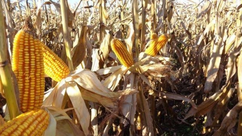 Maíz tardío: cómo ajustar el manejo para aprovechar las lluvias